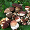 funghi_porcini_primavera